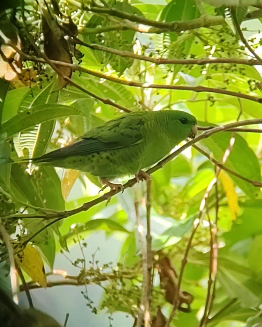 Barred Parakeet - Teylor Redondo