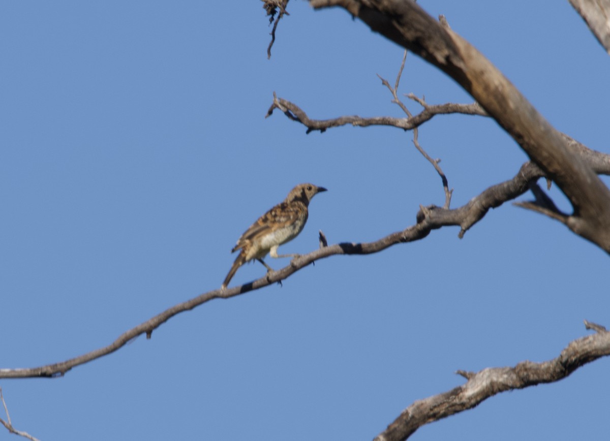 Spotted Bowerbird - ML614001668
