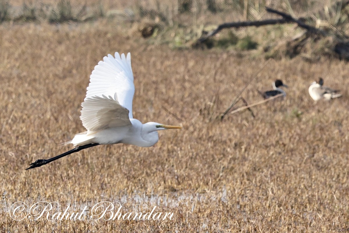 Great Egret - ML614001688