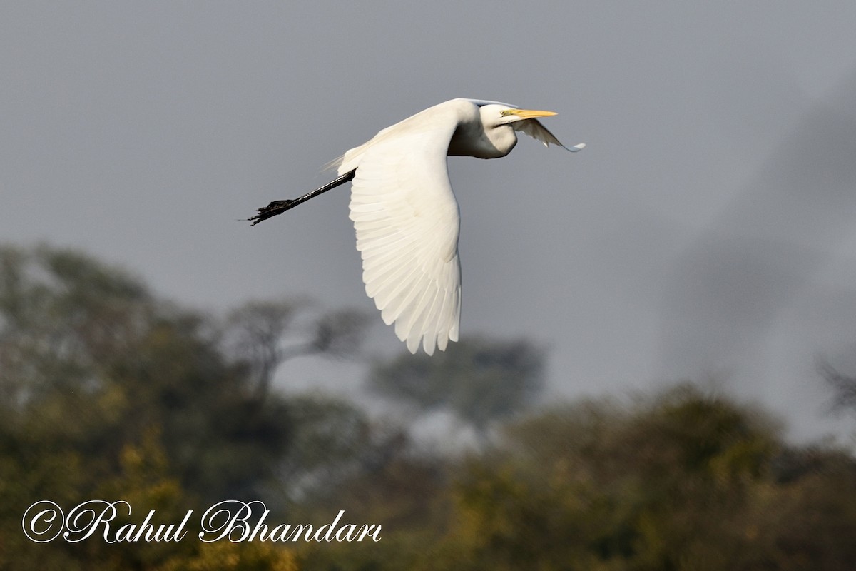 Great Egret - Rahul Bhandari