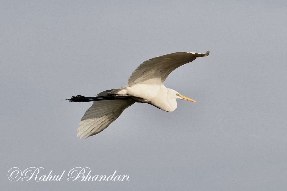 Great Egret - Rahul Bhandari