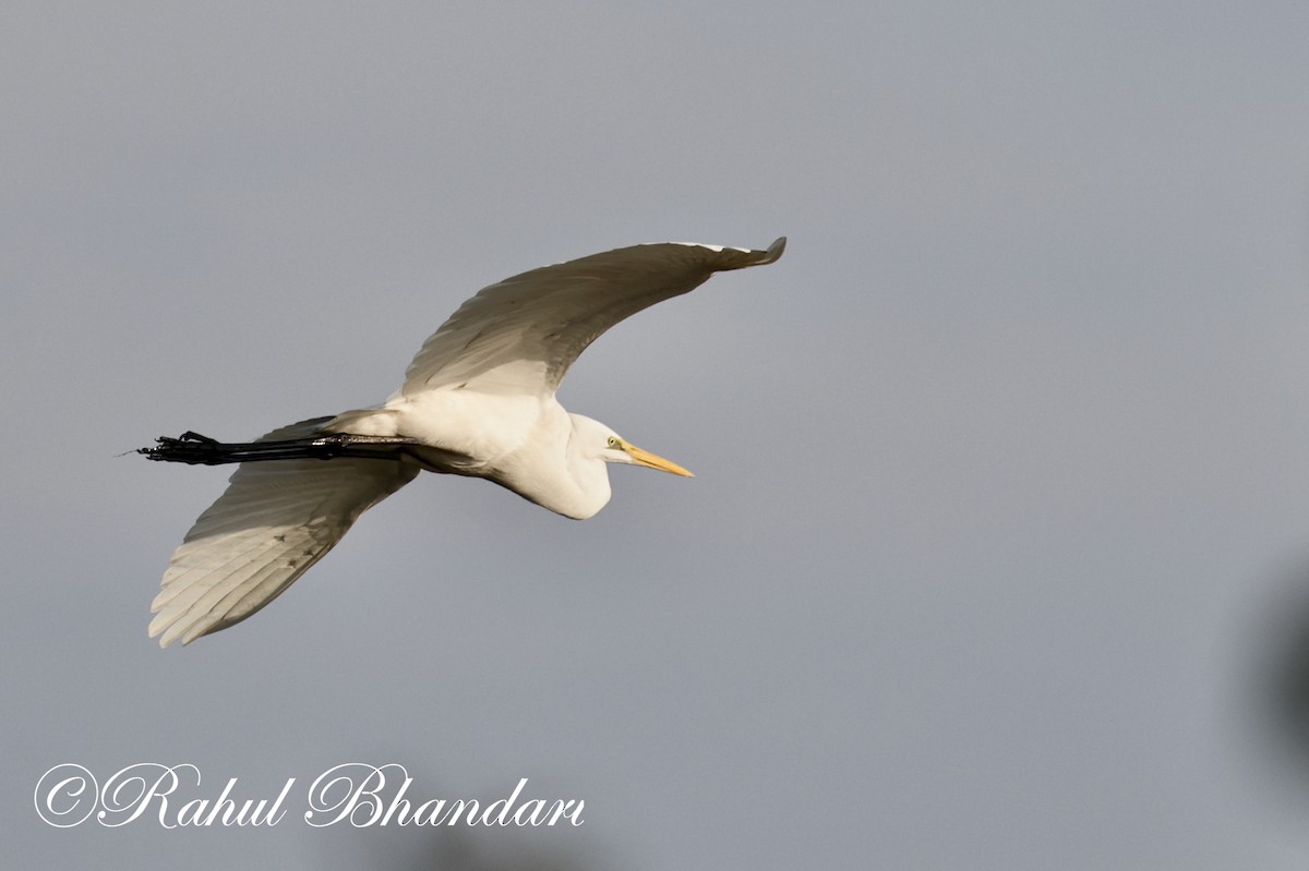 Great Egret - ML614001695