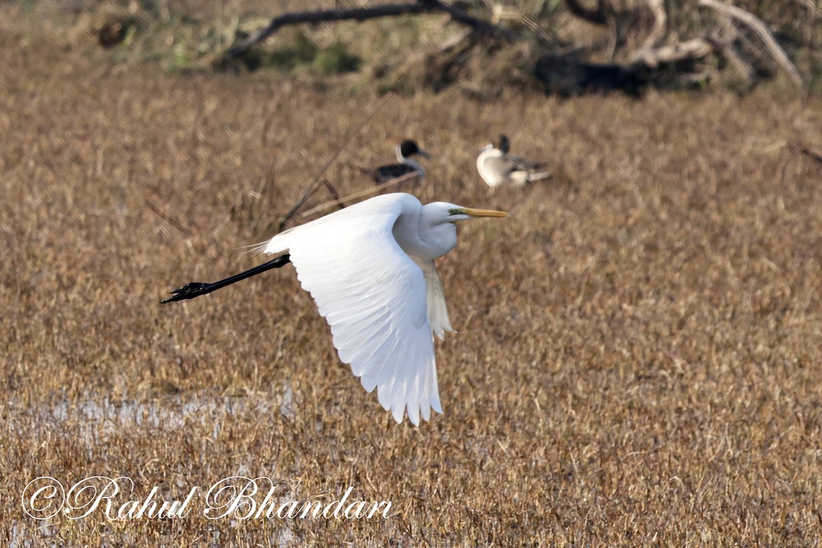 Great Egret - ML614001696