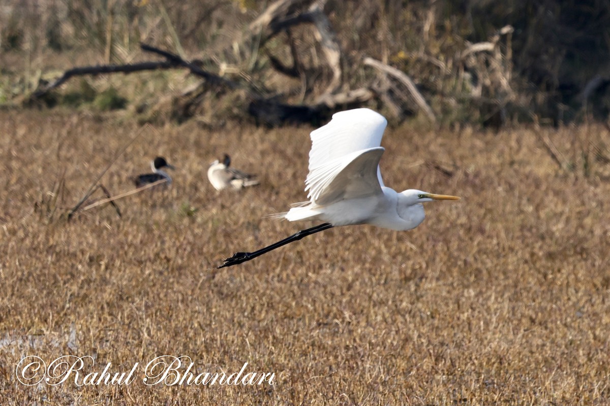 Great Egret - ML614001697