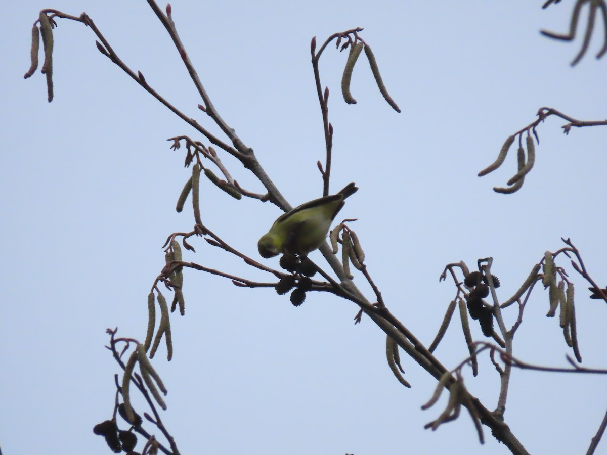 Lesser Goldfinch - Nathan Wilson