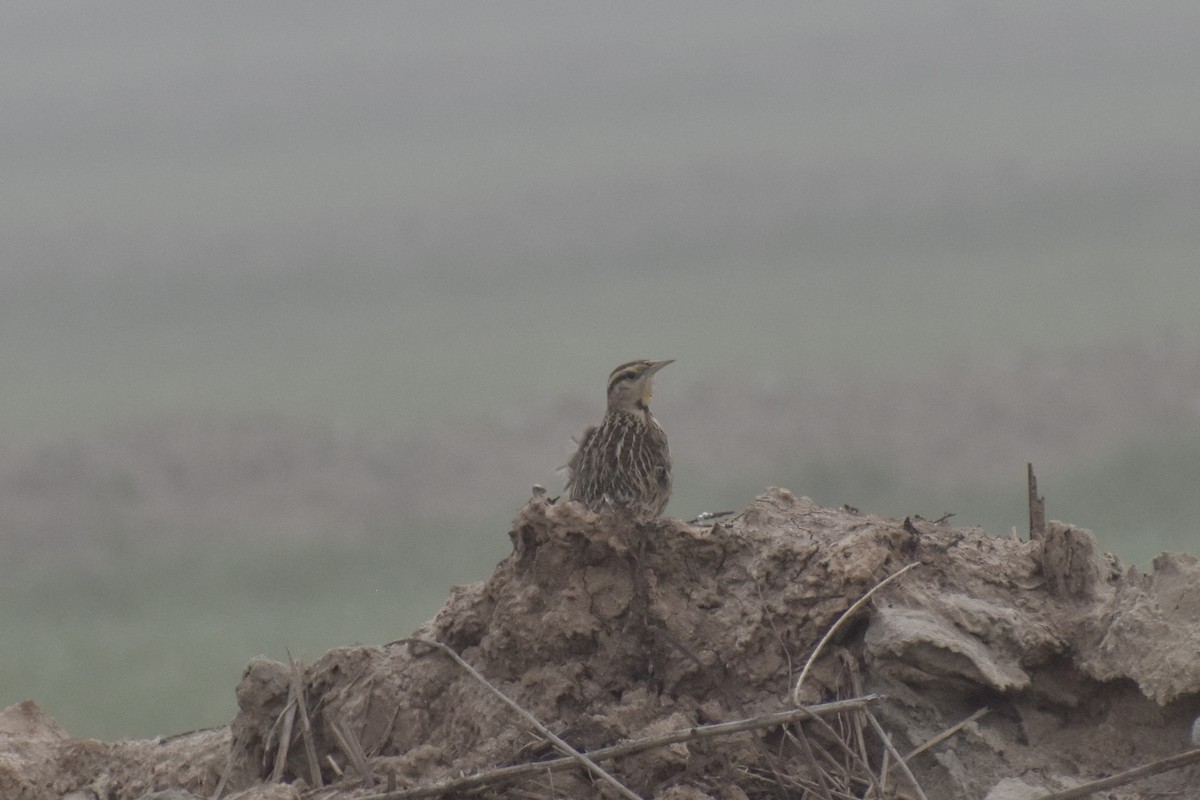 Western Meadowlark - Paul Nelson