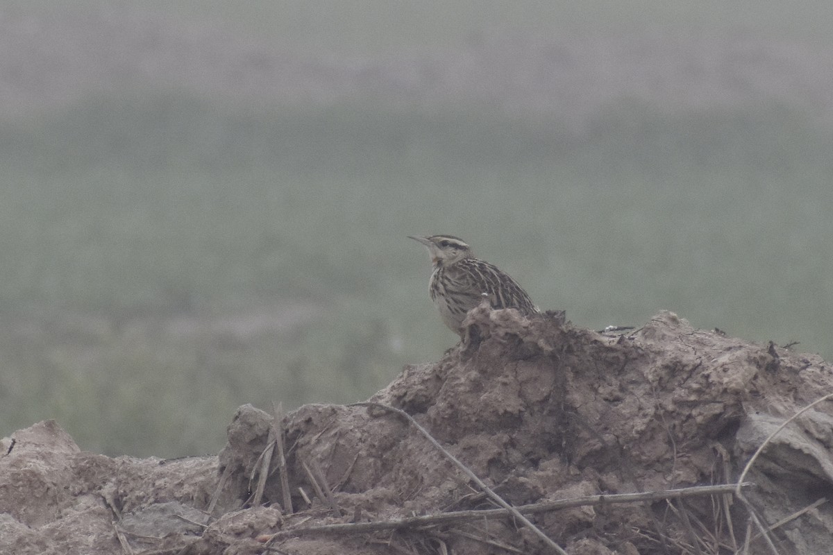 Western Meadowlark - ML614001731