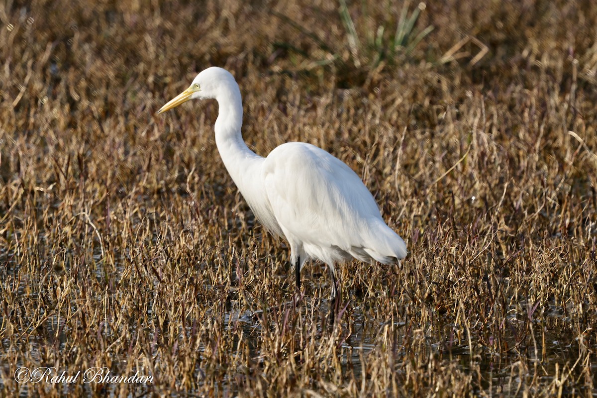 Great Egret - ML614001769