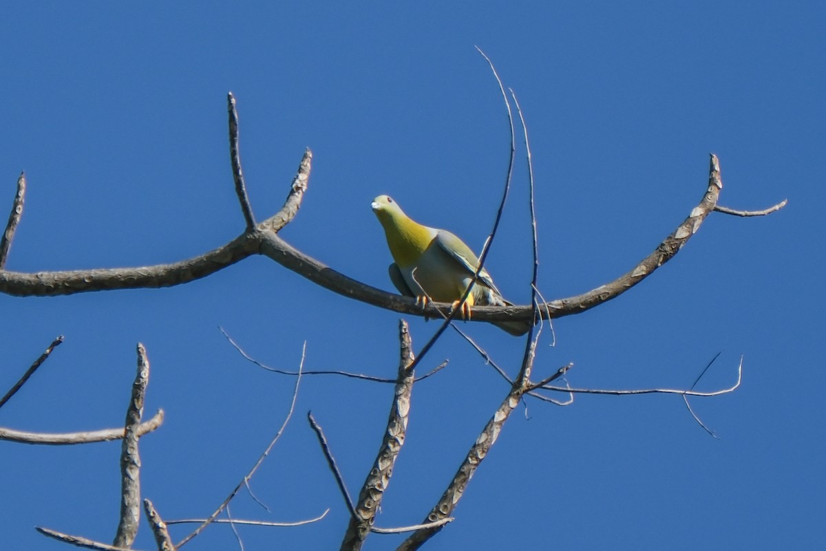 Yellow-footed Green-Pigeon - Oscar Vazquez