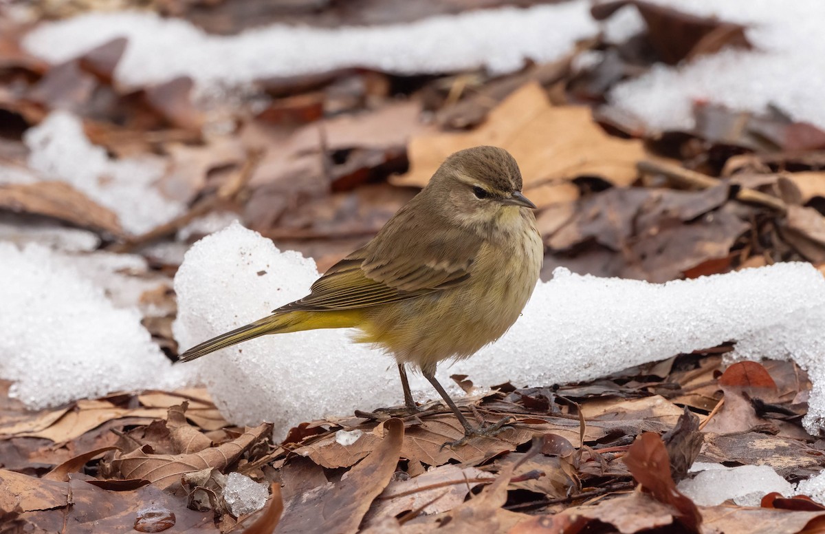 Palm Warbler - ML614001885