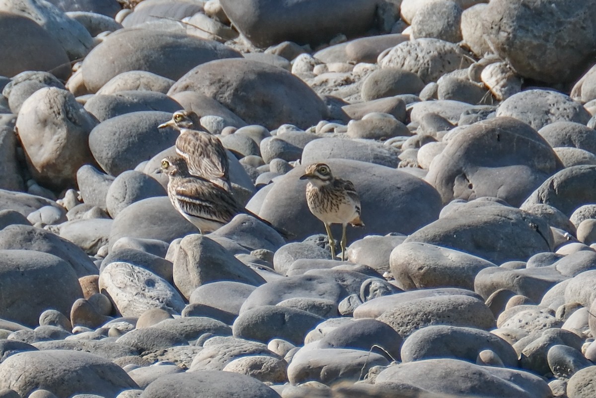 Indian Thick-knee - Oscar Vazquez