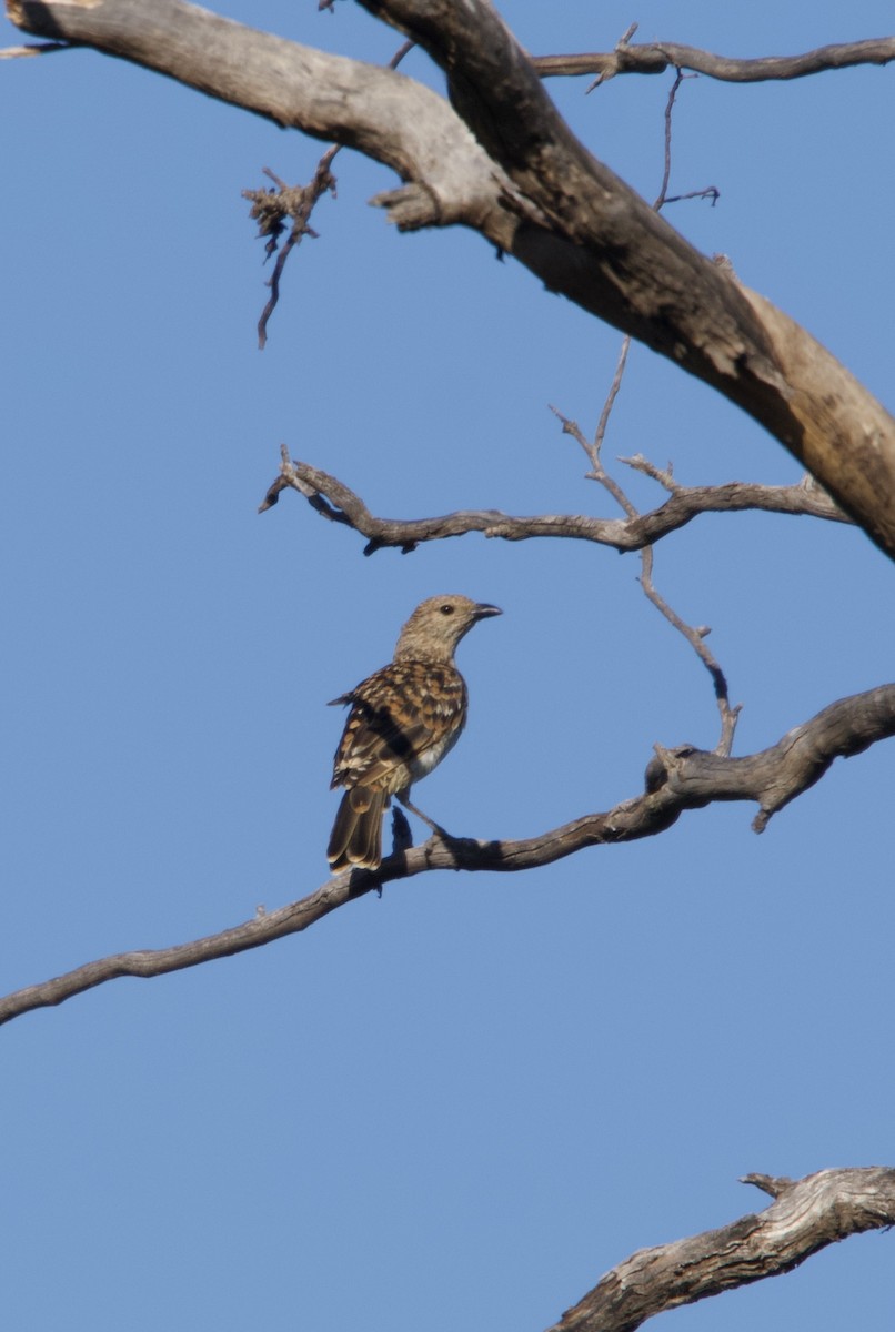 Spotted Bowerbird - ML614001892