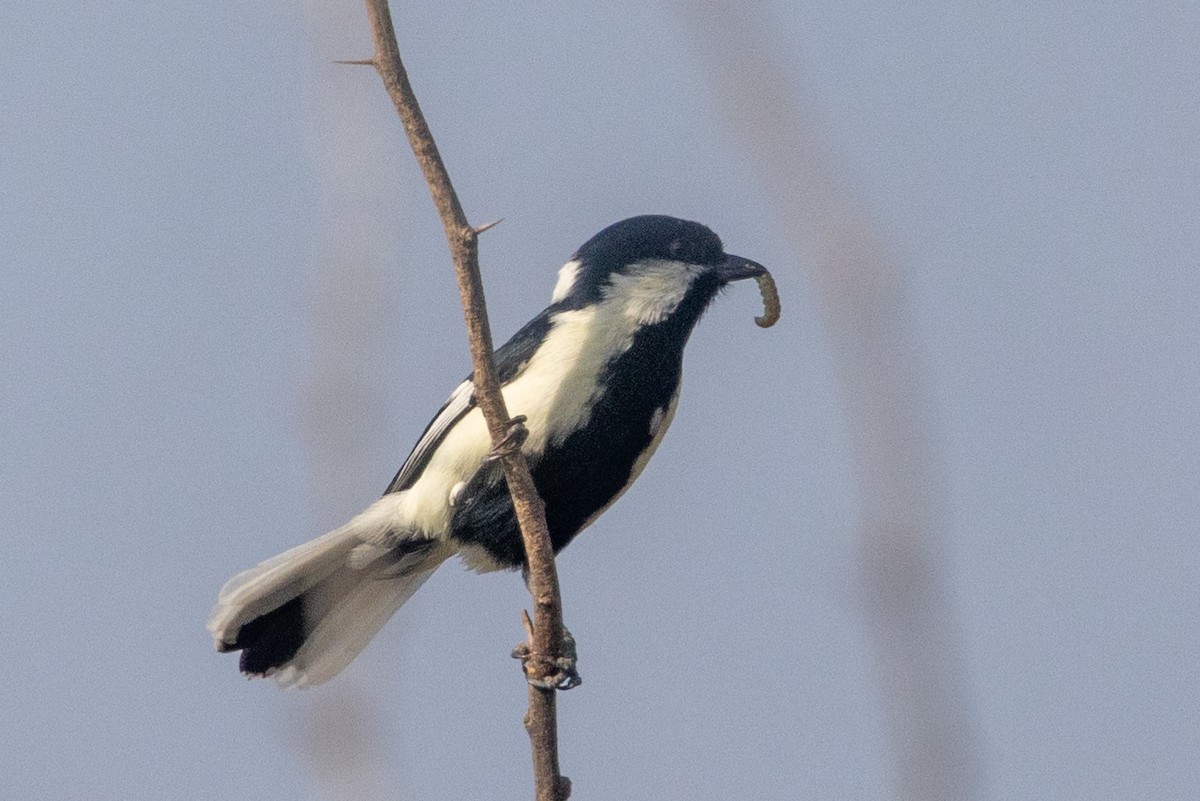 White-naped Tit - ML614001895