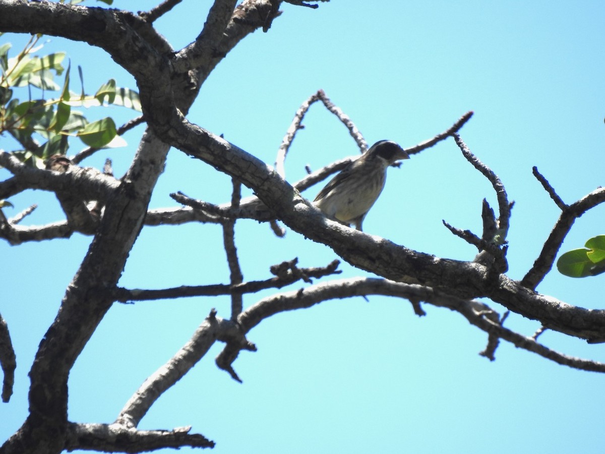 Black-eared Seedeater - ML614001985