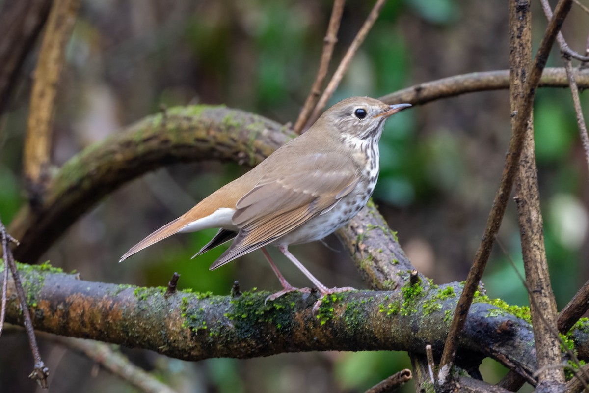 Hermit Thrush - ML614002007