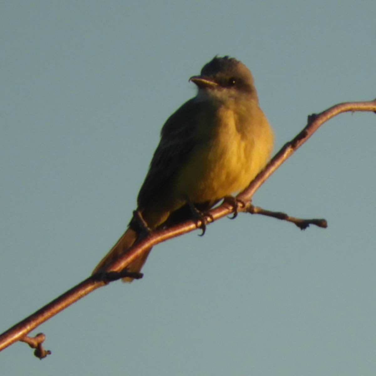 Tropical Kingbird - ML614002042