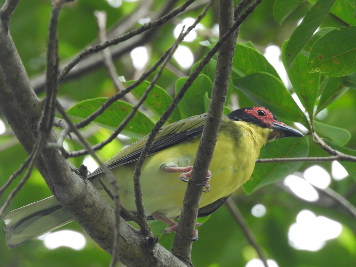 Australasian Figbird - ML614002062