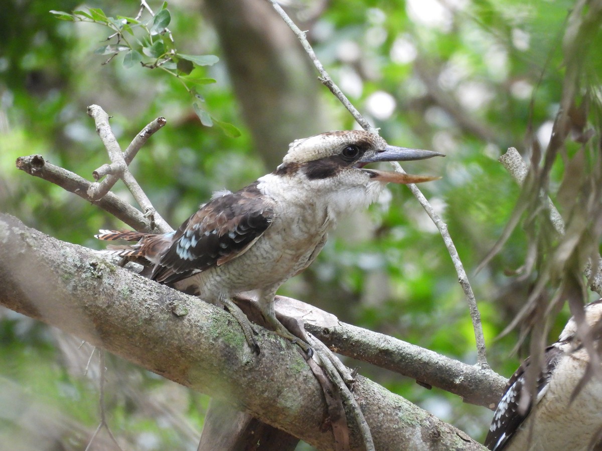 Laughing Kookaburra - ML614002065