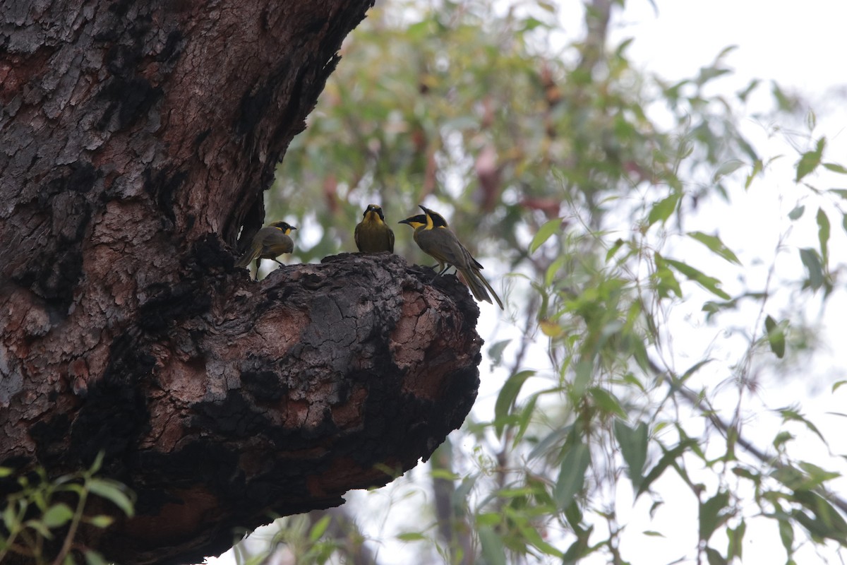 Yellow-tufted Honeyeater - ML614002114