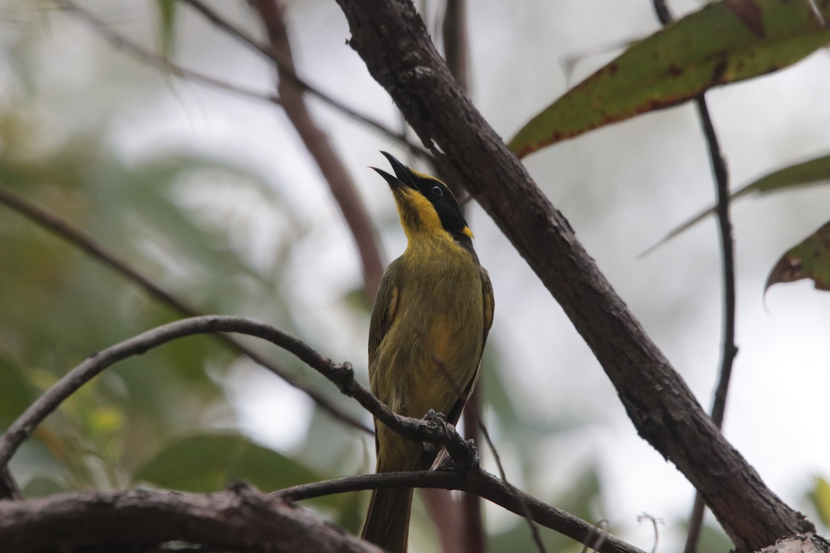 Yellow-tufted Honeyeater - ML614002120