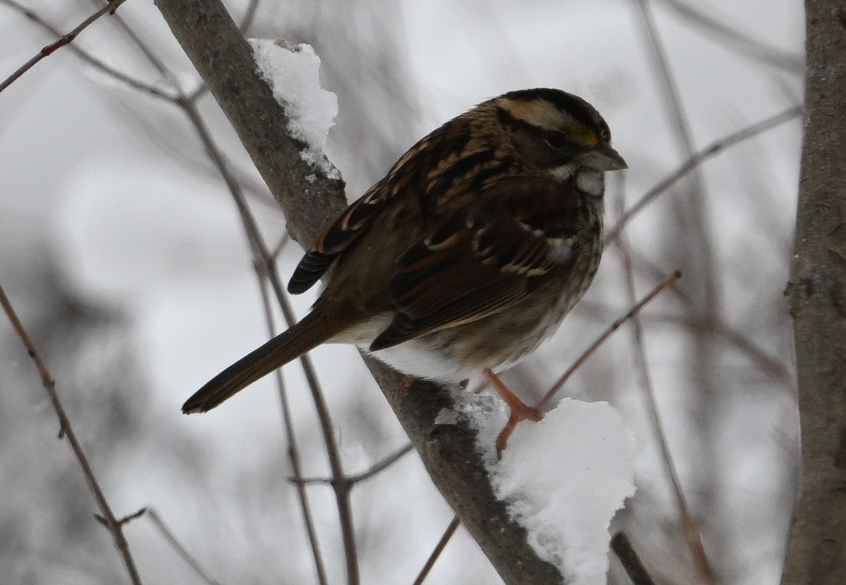 White-throated Sparrow - ML614002133