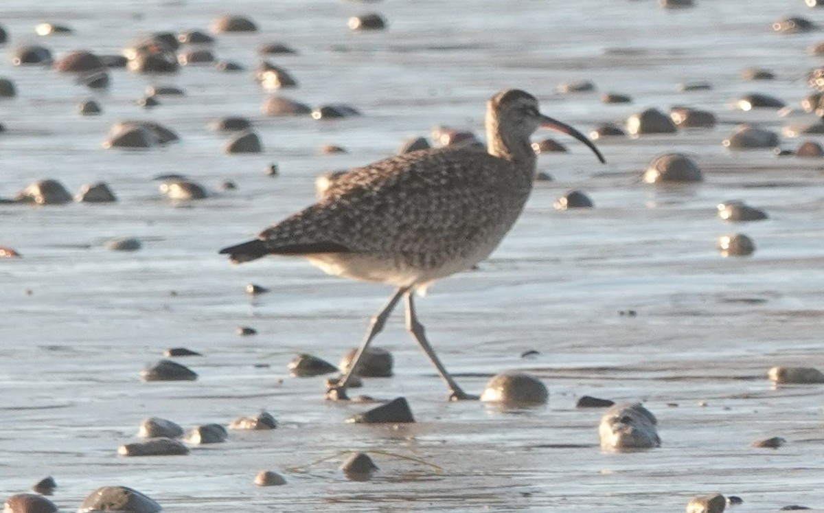 Whimbrel - ML614002160