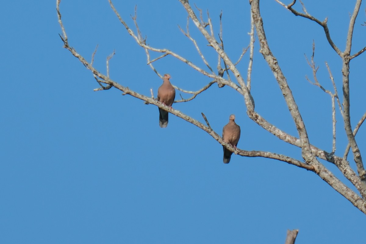 Oriental Turtle-Dove - ML614002161