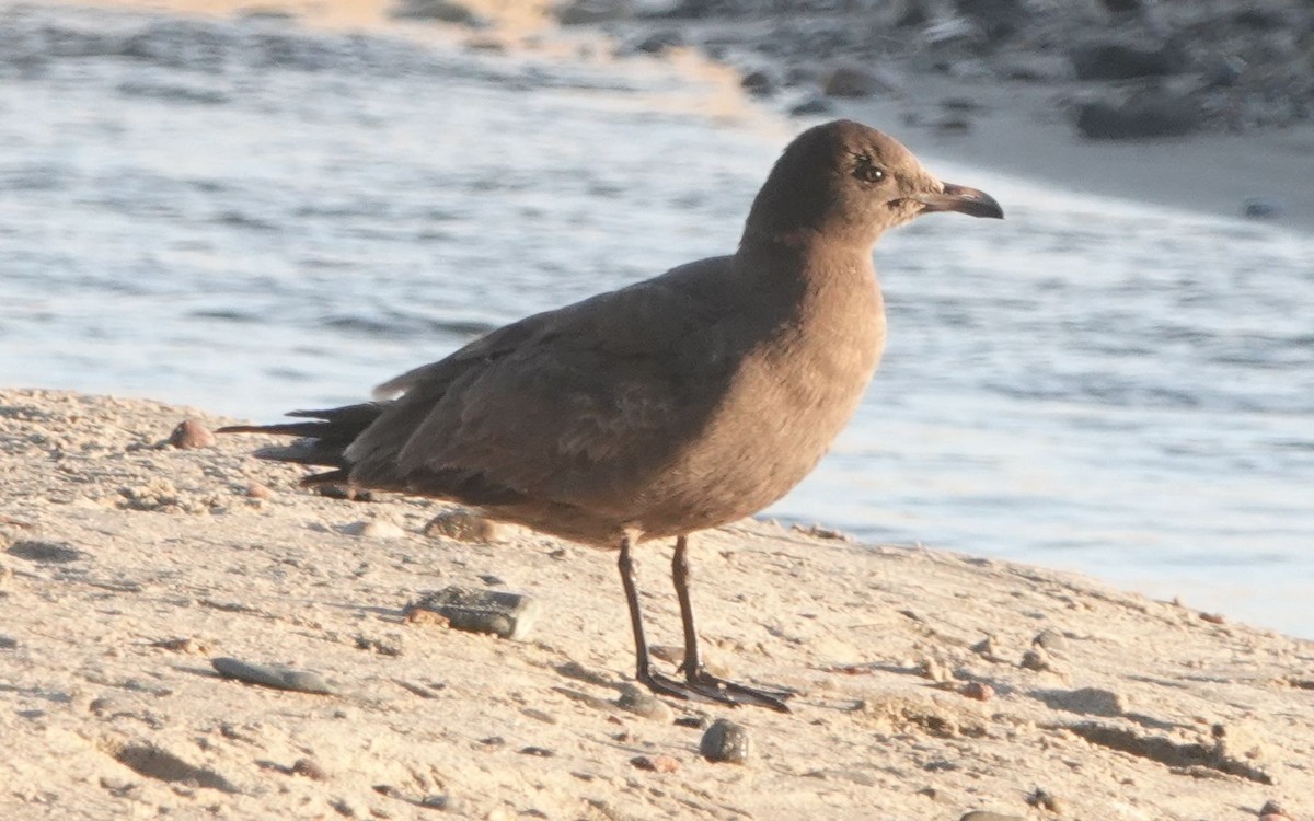 Heermann's Gull - ML614002162