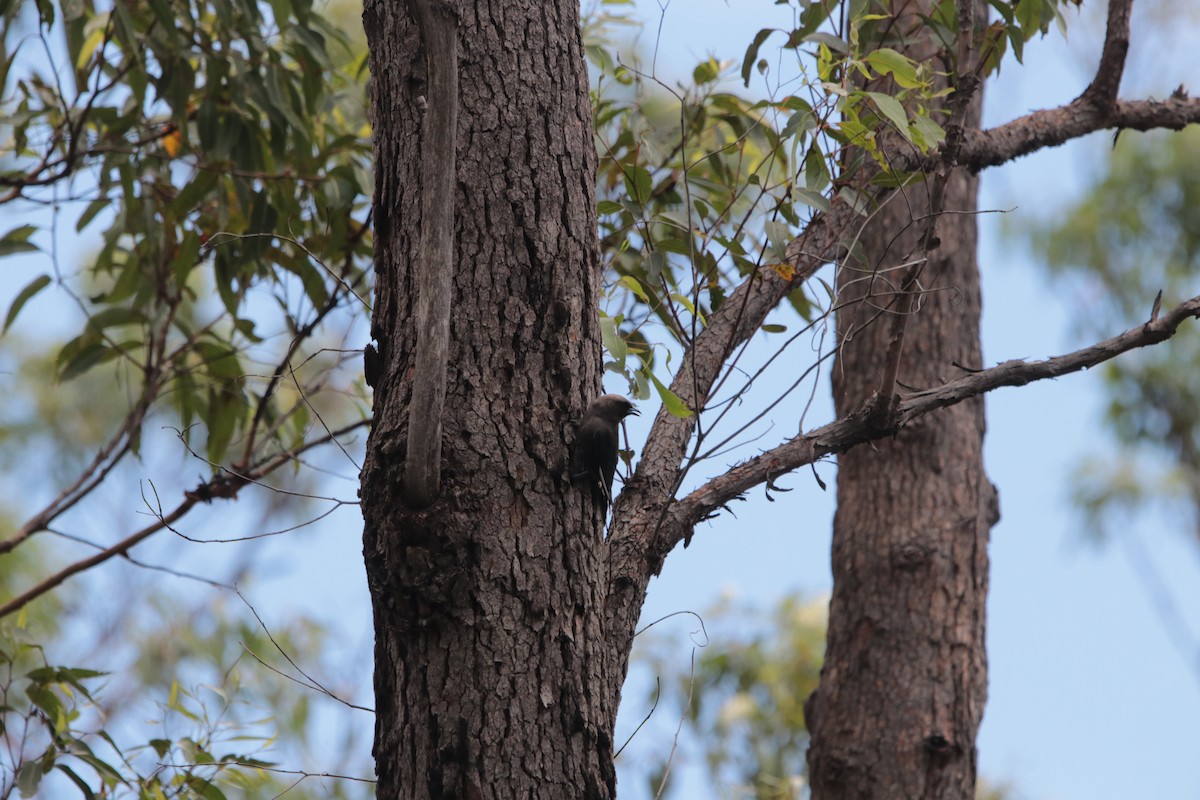 Dusky Woodswallow - ML614002165