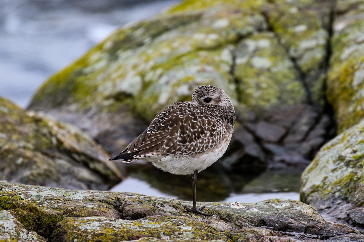 Black-bellied Plover - Marie O'Shaughnessy