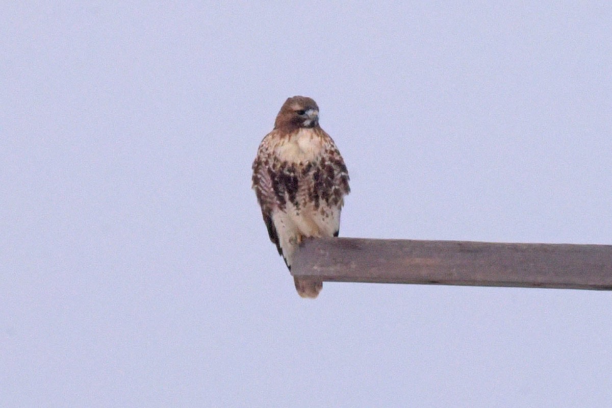 Red-tailed Hawk (abieticola) - ML614002214