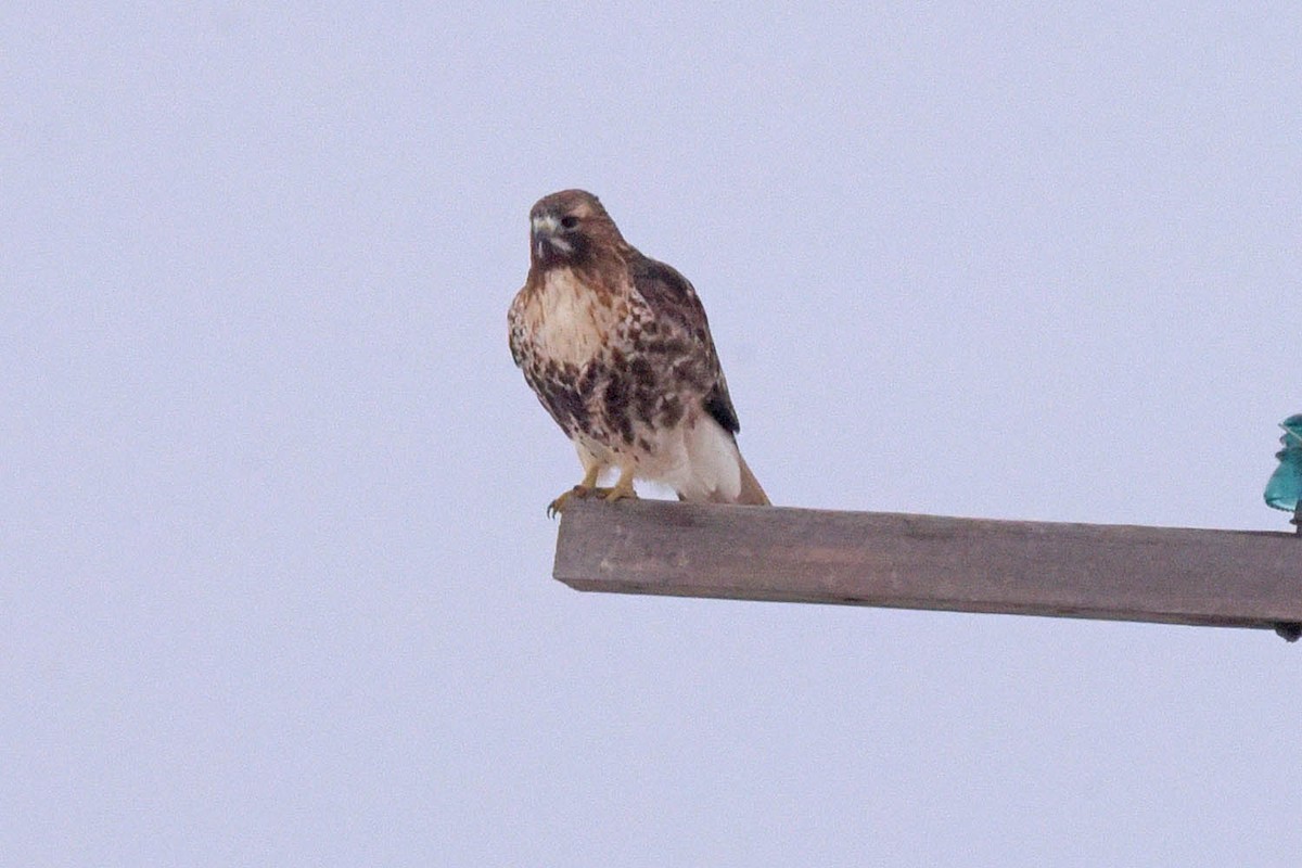 Red-tailed Hawk (abieticola) - ML614002215