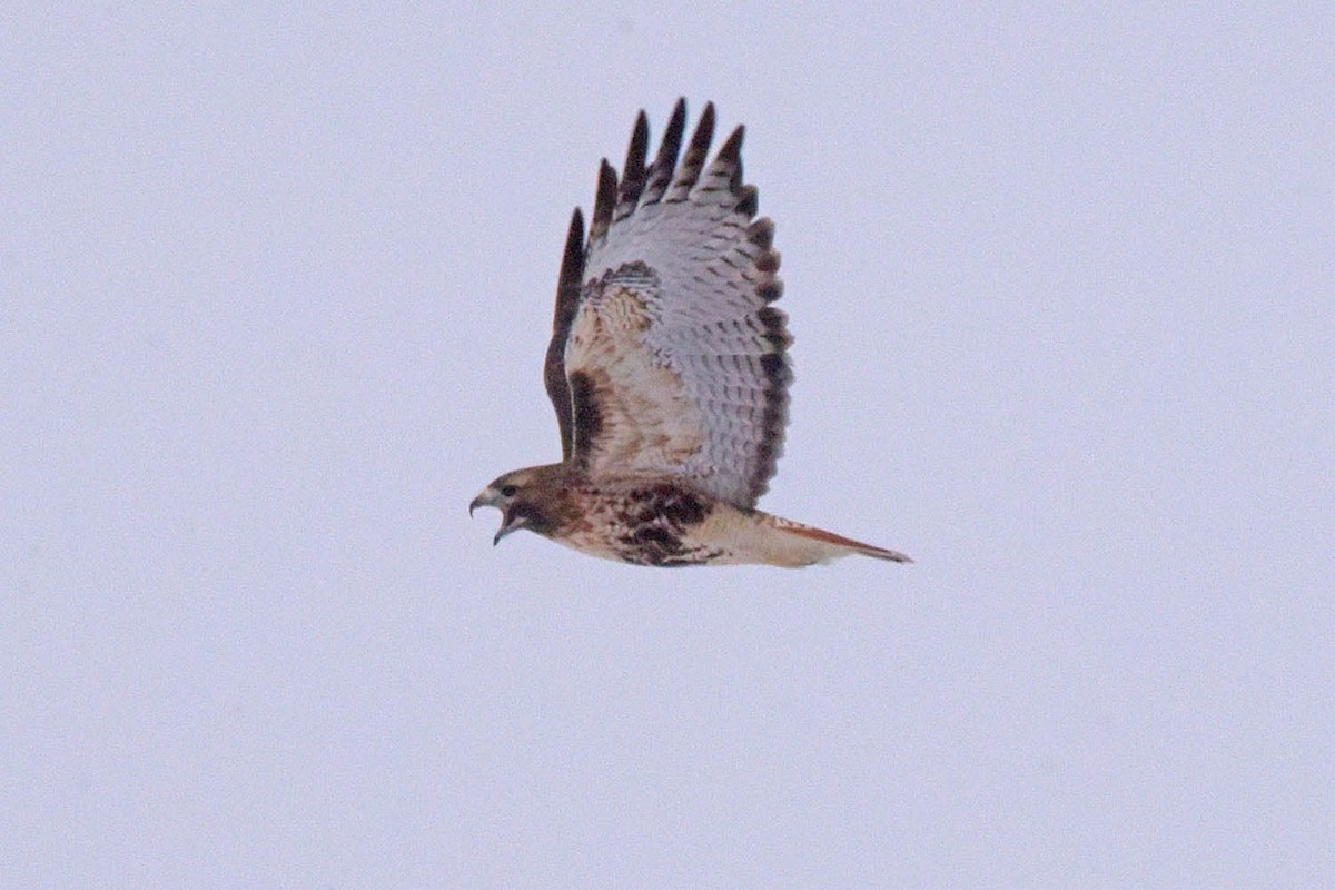 Red-tailed Hawk (abieticola) - Troy Hibbitts