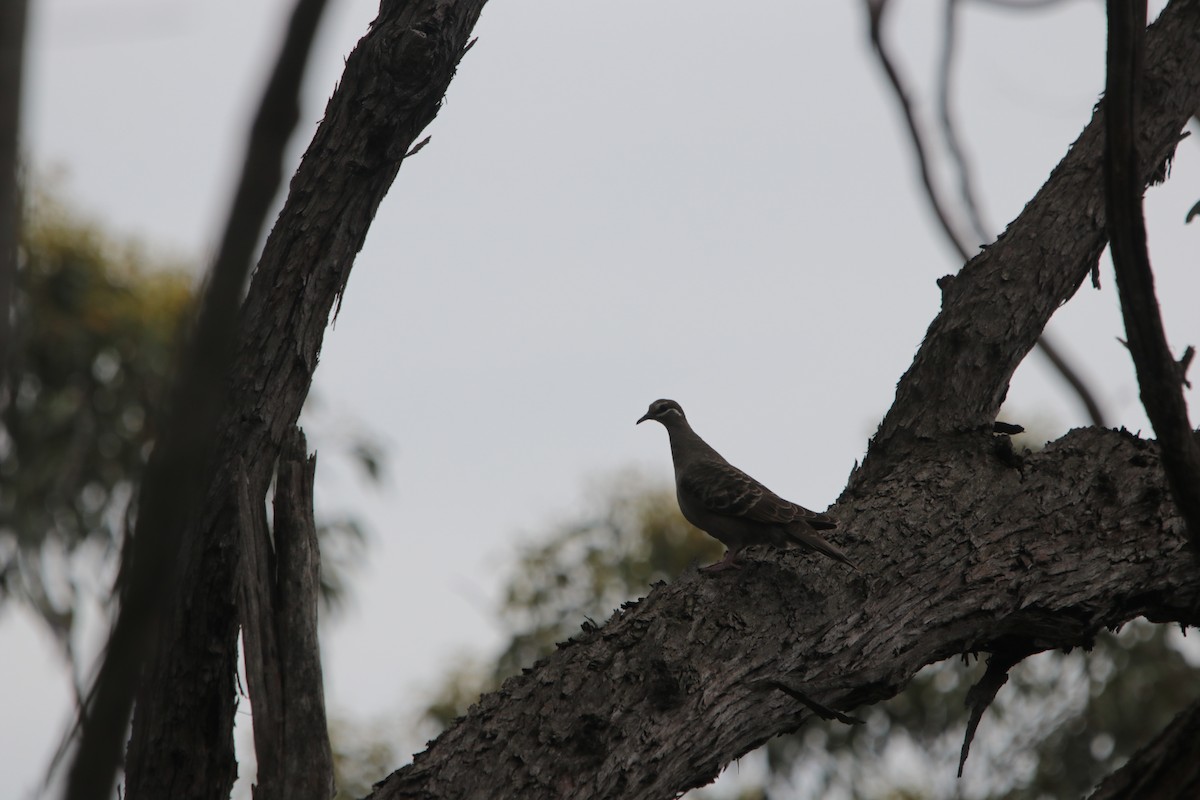 Common Bronzewing - ML614002265