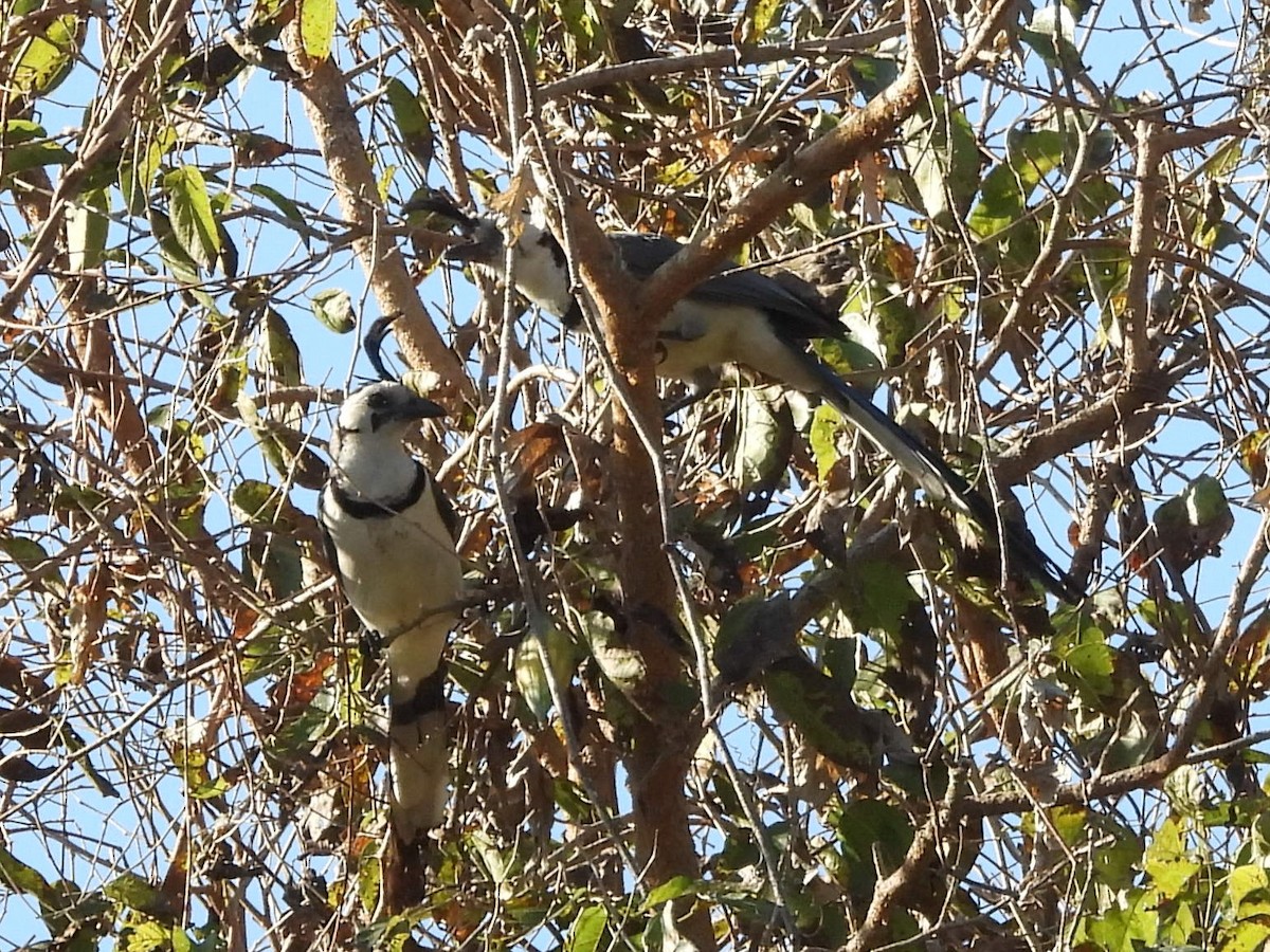 White-throated Magpie-Jay - ML614002299
