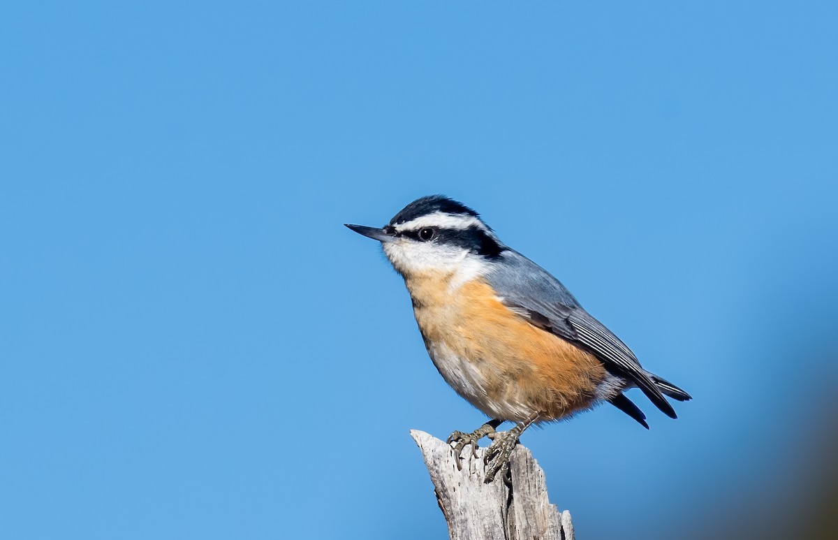 Red-breasted Nuthatch - ML614002323