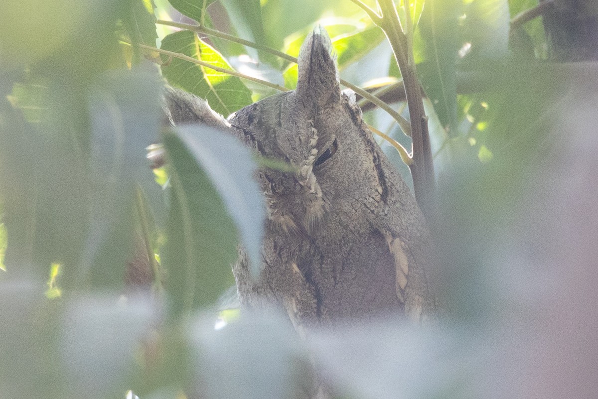 Pallid Scops-Owl - ML614002330