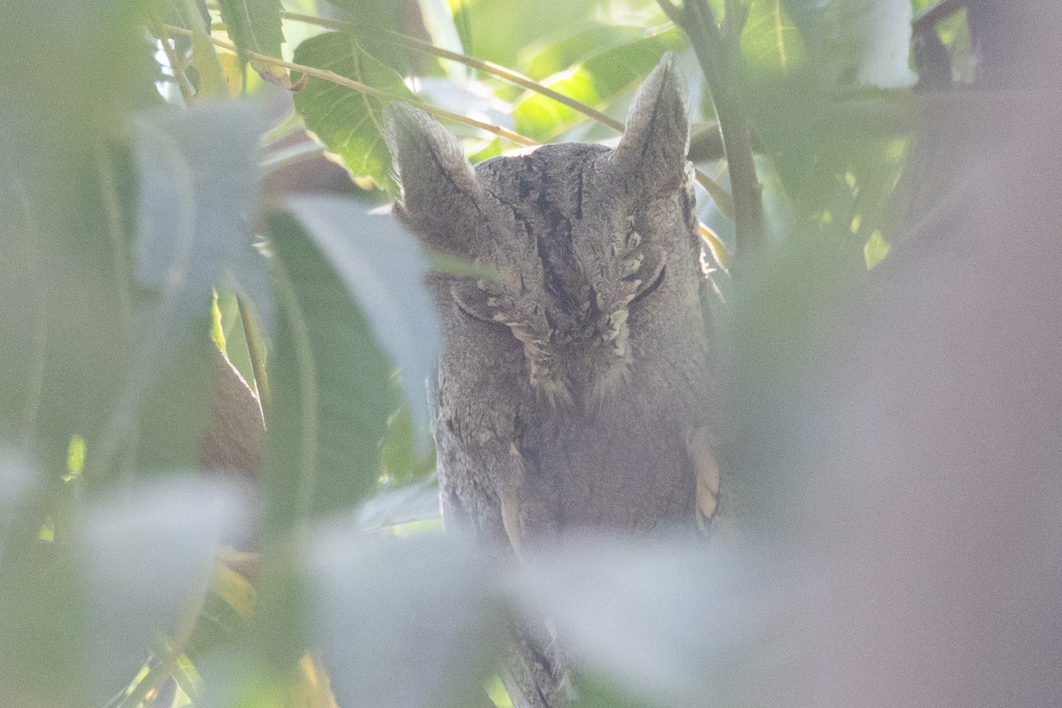 Pallid Scops-Owl - Samanvitha Rao