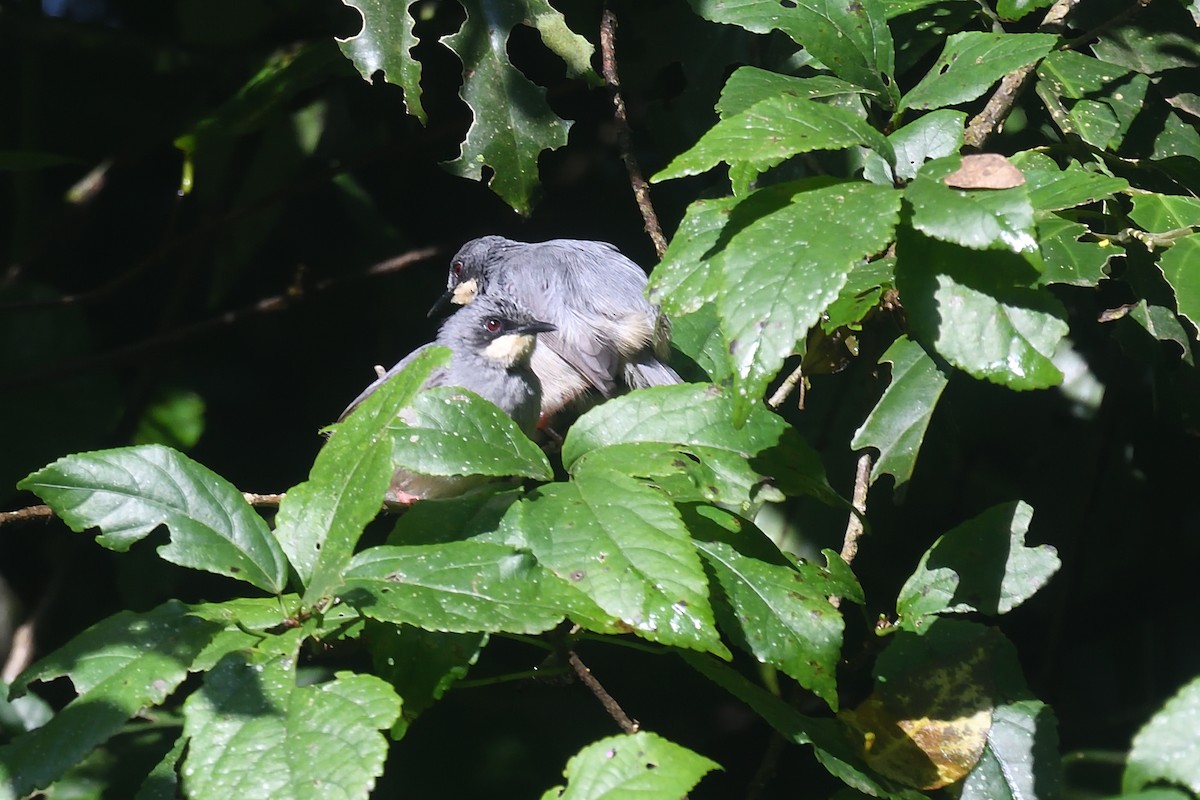 White-chinned Prinia - Chiusi Alessio Pietro