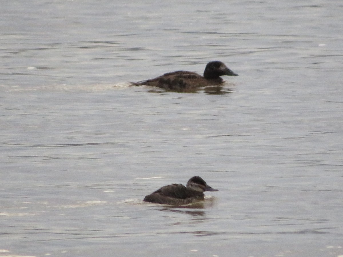 Ruddy Duck - ML614002476