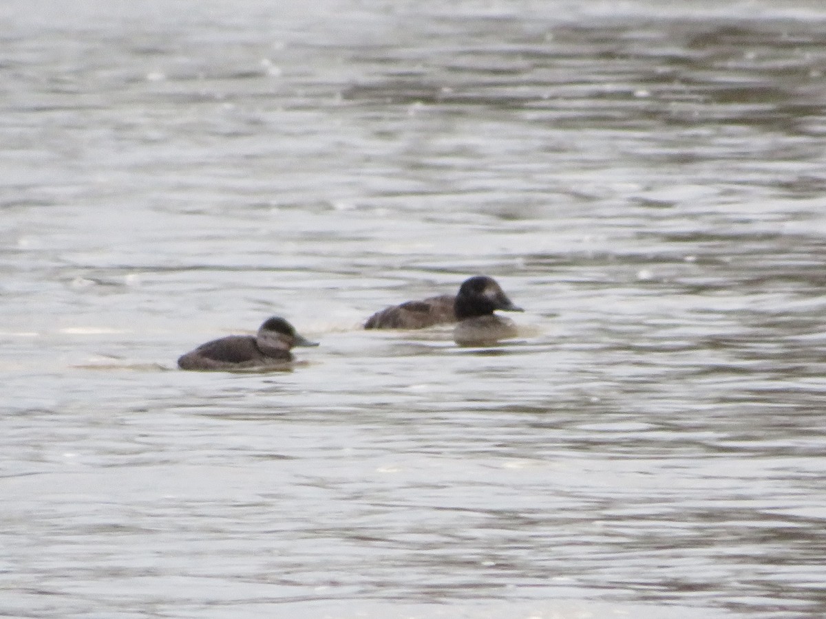 Ruddy Duck - ML614002477