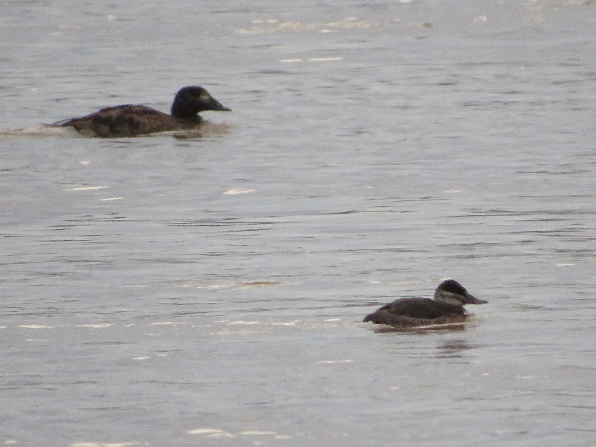 Ruddy Duck - ML614002479