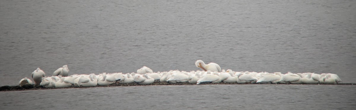 American White Pelican - ML614002504