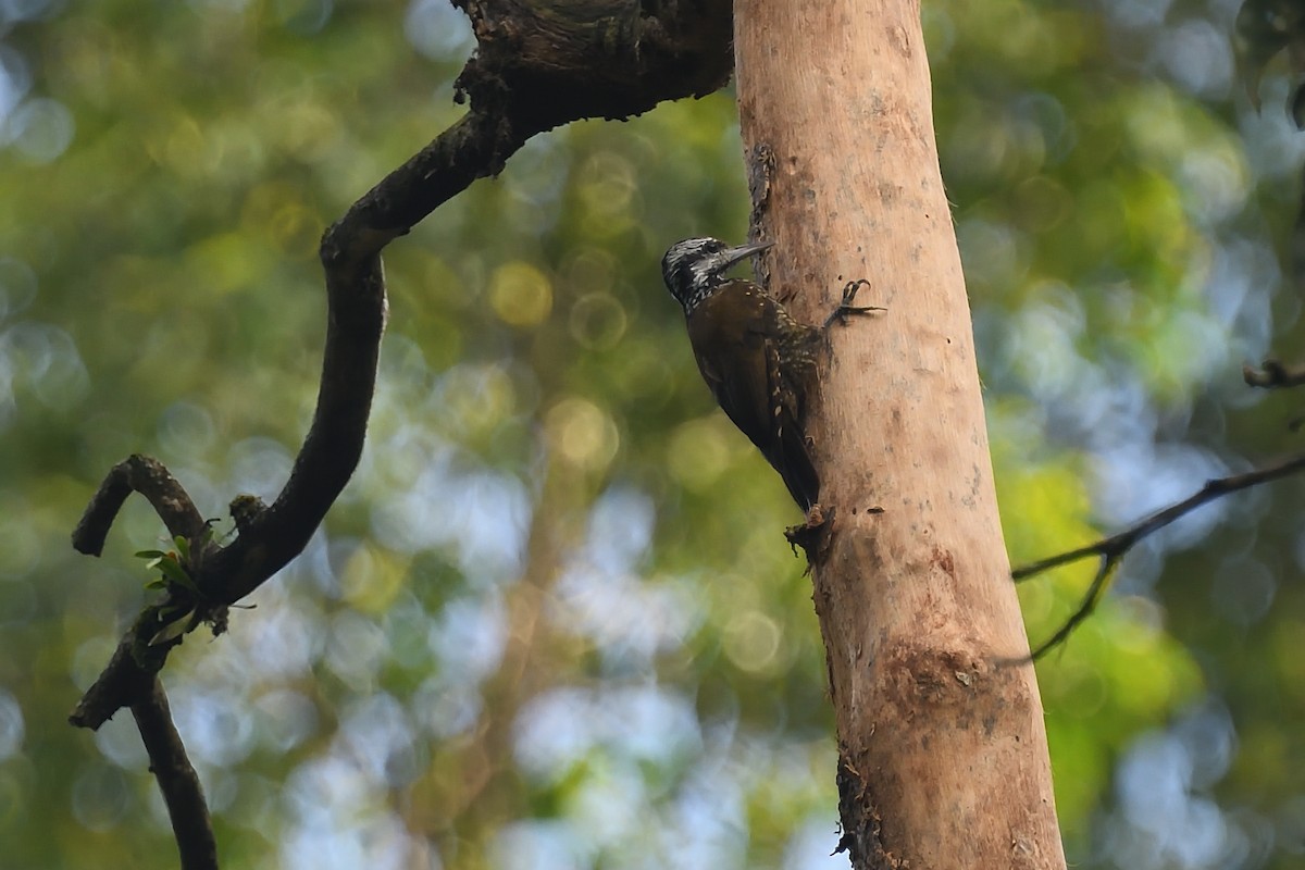 Golden-crowned Woodpecker - ML614002611