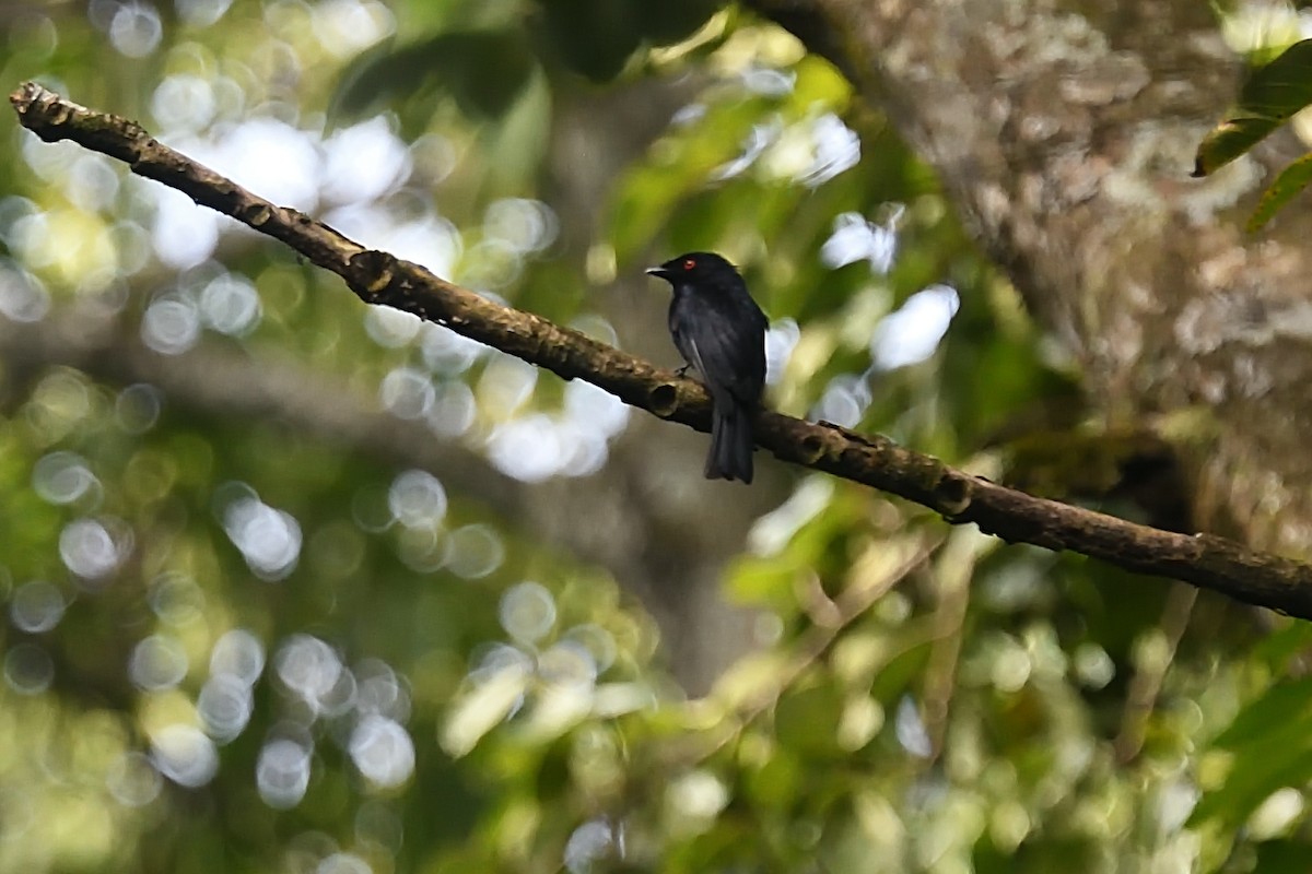 Sharpe's Drongo (Eastern) - Chiusi Alessio Pietro