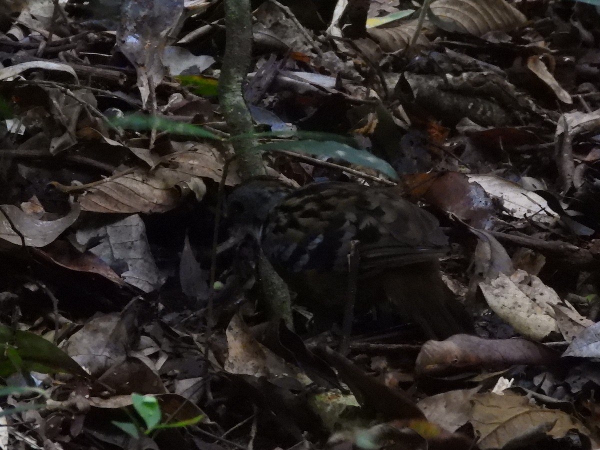 Australian Logrunner - ML614002674