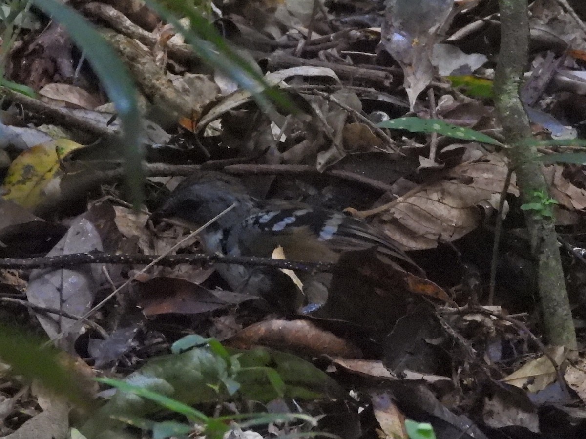 Australian Logrunner - ML614002675