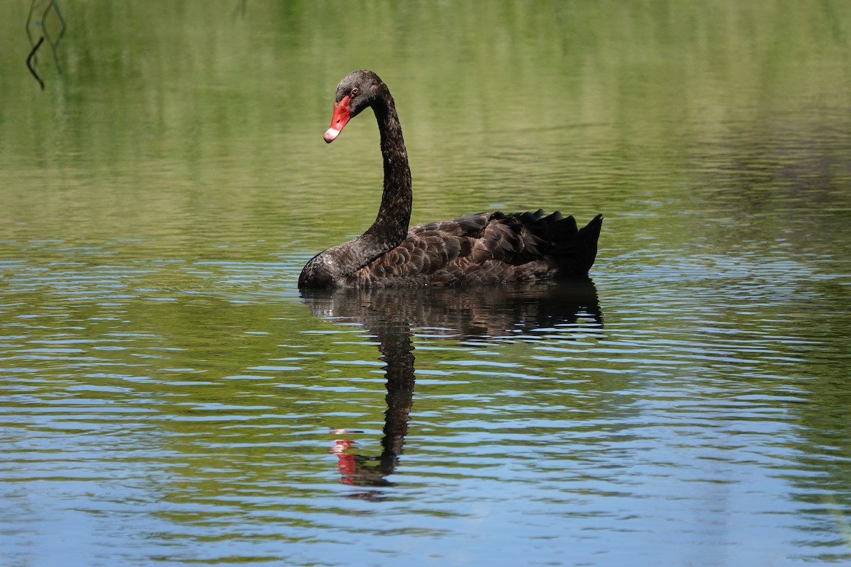 Black Swan - ML614002714
