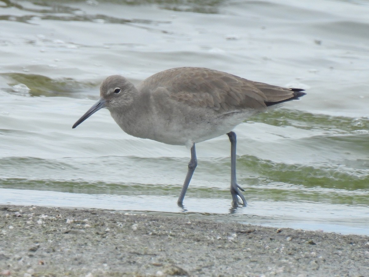 Chevalier semipalmé (inornata) - ML614002749