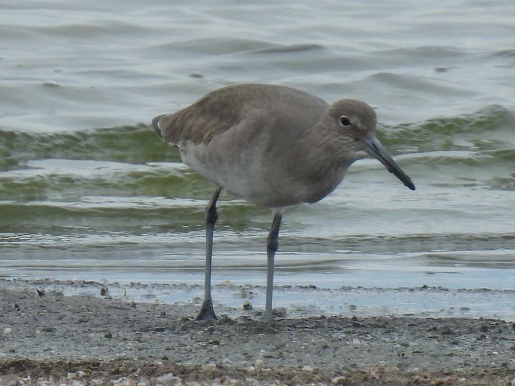 willetsnipe (inornata) - ML614002751